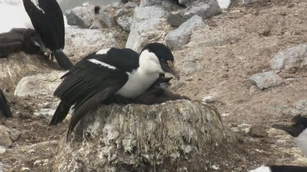 Cormorán Ojos Azules Sentado Nido Una Roca Pollitos Nido — Vídeo de stock