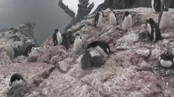 在南极岛上的企鹅混合群体 — 图库视频影像