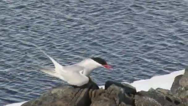 Sterne Antarctique Assise Sur Des Rochers Bord Océan Antarctique — Video