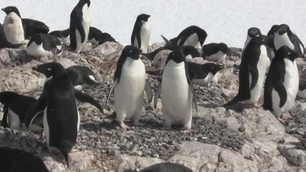 Pingüinos Adelie Una Colonia Las Rocas Una Pequeña Isla Antártica — Vídeo de stock