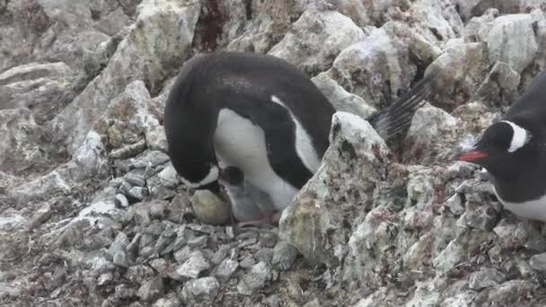 Female Gentoo Penguin Sits Nest Two Chicks Feeds Them — Stock Video