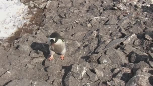Masculino Gentoo Pinguim Que Carrega Uma Pedra Ninho Localizado Uma — Vídeo de Stock