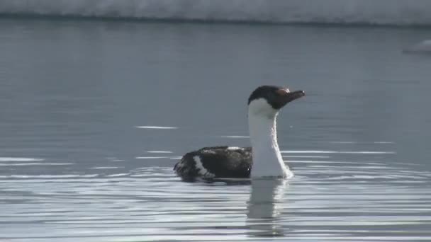 Cormorán Ojos Azules Que Nada Agua Sumerge Agua — Vídeos de Stock