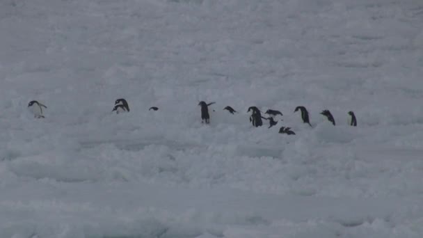 Grupp Gentoo Penguin Som Går Igenom Ojämlikheter Isen Frusna Havet — Stockvideo