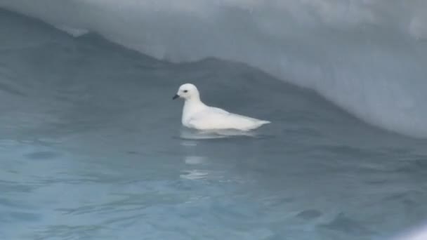 Pétrel Neige Qui Nage Près Iceberg Nourrit — Video