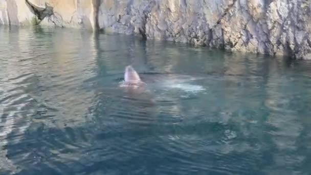 海豹谁攻击了一个年轻的螃蟹海豹在水中 — 图库视频影像