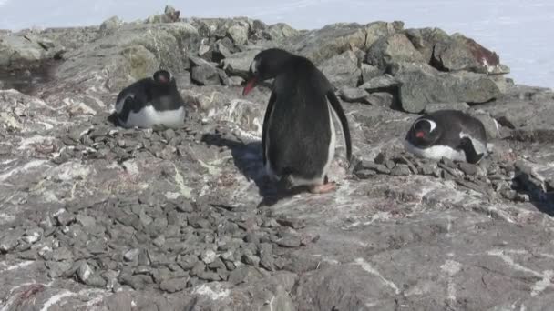 ジェンツー ペンギンの男性で 自分でする女性が座っている別の巣から石をシフト — ストック動画