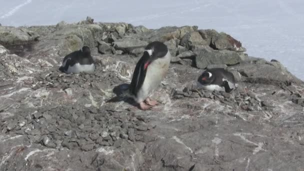 ジェンツー ペンギンの男性で 自分でする女性が座っている別の巣から石をシフト — ストック動画