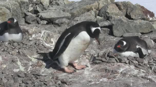 Gentoo Pinguin Männchen Das Steine Aus Einem Anderen Nest Sein — Stockvideo