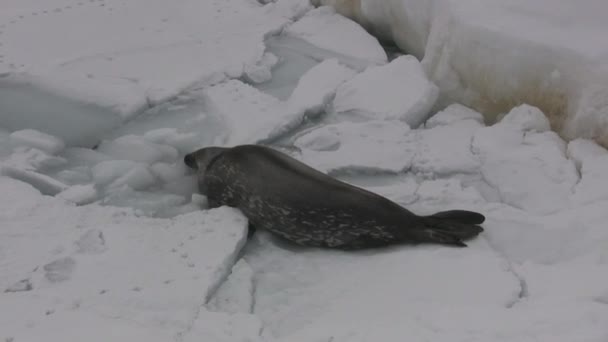 Weddellsälen Som Kryper Isen Till Polynya Isen Och Dyk Den — Stockvideo