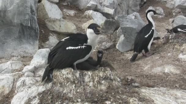 Femelle Cormoran Aux Yeux Bleus Assis Dans Nid Avec Des — Video