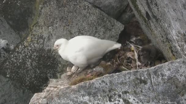 Kvinnliga Och Duniga Chick Snöiga Slidnäbbar Sitter Rock Hylla Där — Stockvideo