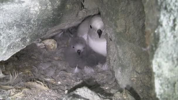 Femmina Petrel Neve Pulcino Lanuginoso Che Siedono Nel Nido Tra — Video Stock