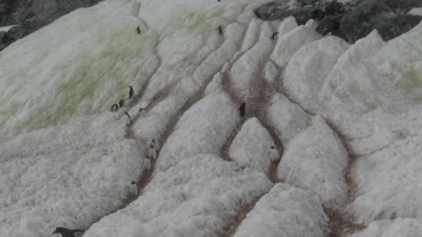 Senderos Nieve Pisoteados Por Pingüinos Que Van Colonia Agua — Vídeos de Stock