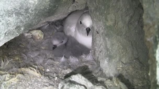 Kayaların Arasındaki Yuvadaki Oturan Kadın Kar Kuşu Tüylü Kız — Stok video