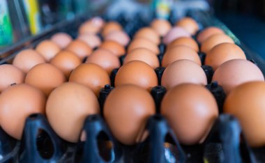 plastik tepsi içinde yumurta.