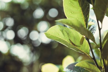 Damla bahçede güneş ışığı ile yapraklarda.