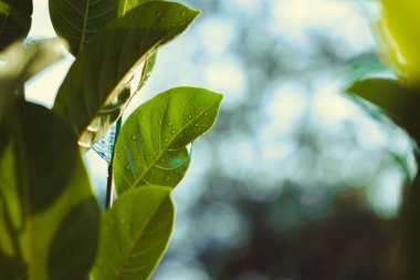 Damla bahçede güneş ışığı ile yapraklarda.