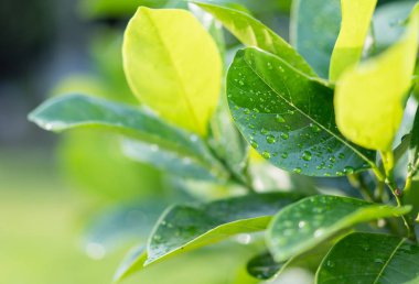 Damla bahçede güneş ışığı ile yapraklarda.