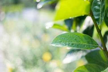 Damla bahçede güneş ışığı ile yapraklarda.