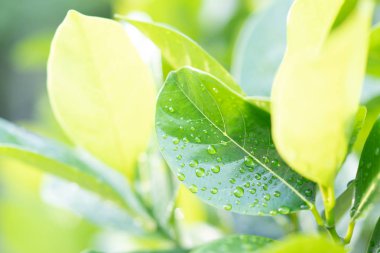 Damla bahçede güneş ışığı ile yapraklarda.