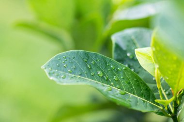Damla bahçede güneş ışığı ile yapraklarda.
