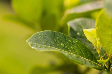 Damla bahçede güneş ışığı ile yapraklarda.