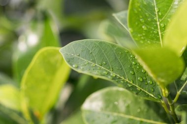 Damla bahçede güneş ışığı ile yapraklarda.