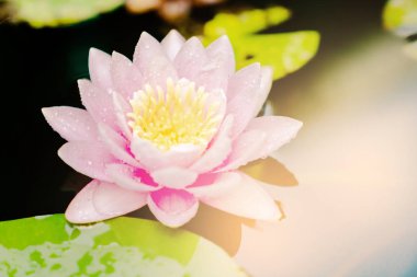 Bahçedeki yağmurdan sonra sudaki güzel nilüfer çiçeği.