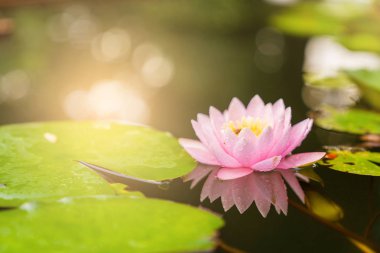 Bahçedeki yağmurdan sonra sudaki güzel nilüfer çiçeği.