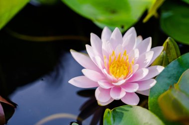 güzel lotus çiçeği Bahçe, doğa kavramı yağmurda sonra su.