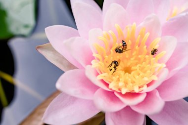 Bahçedeki yağmurdan sonra sudaki güzel nilüfer çiçeği.