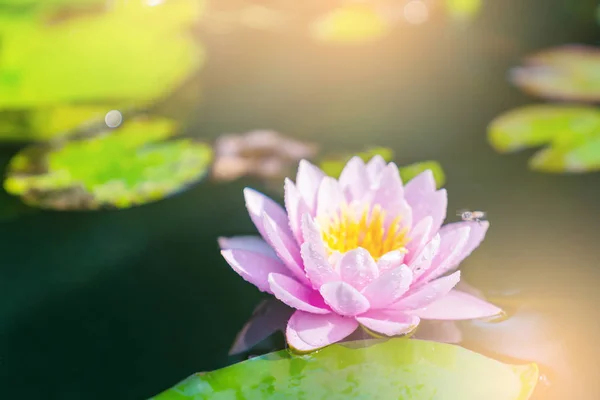 Hermosa Flor Loto Agua Después Lluvia Jardín — Foto de Stock