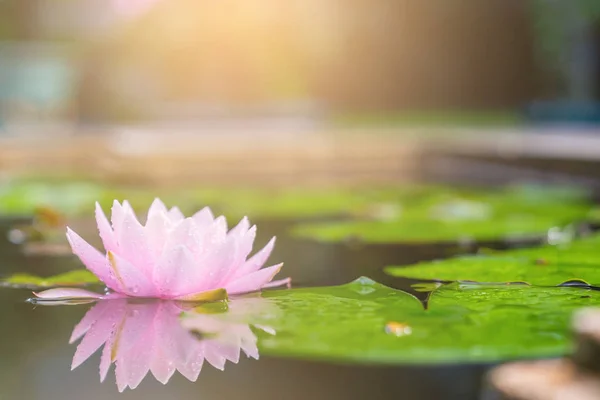 Hermosa Flor Loto Agua Después Lluvia Jardín — Foto de Stock