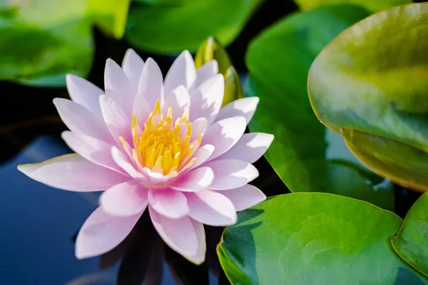 beautiful lotus flower on the water after rain in garden, nature concept.