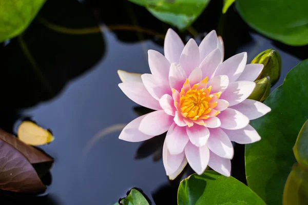 beautiful lotus flower on the water after rain in garden, nature concept.