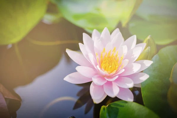 beautiful lotus flower on the water after rain in garden, nature concept.