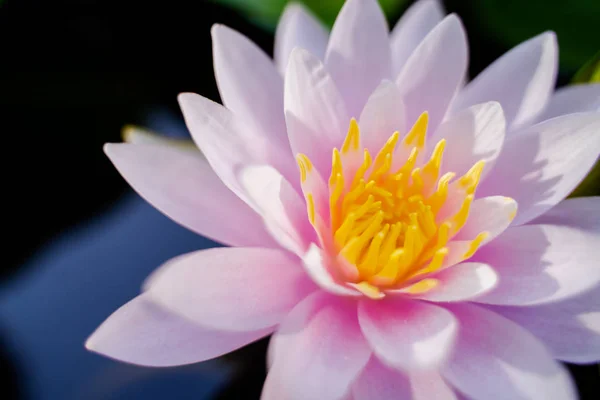 beautiful lotus flower on the water after rain in garden, nature concept.