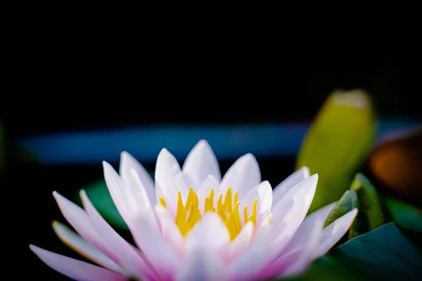 雨上がり 庭の自然概念の水に美しい蓮の花 — ストック写真