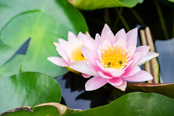 beautiful lotus flower on the water after rain in garden.