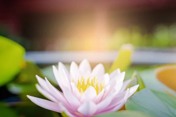 beautiful lotus flower on the water after rain in garden, nature concept.