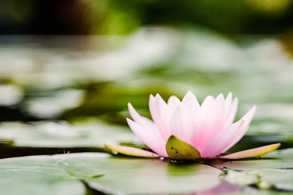 Hermosa Flor Loto Agua Después Lluvia Jardín — Foto de Stock