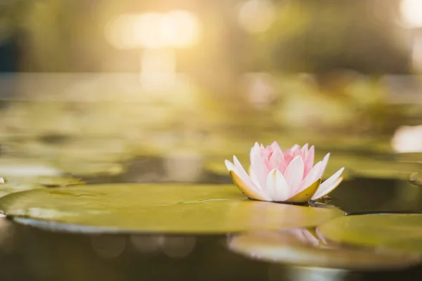 Hermosa Flor Loto Agua Después Lluvia Jardín — Foto de Stock