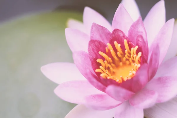 beautiful lotus flower on the water after rain in garden.