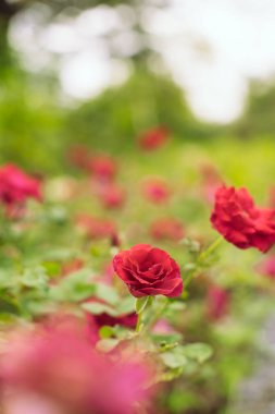 Güzel kırmızı gül bahçesinde bulunan bokeh, Gül Sevgililer günü ve her gün için.