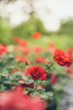 Güzel kırmızı gül bahçesinde bulunan bokeh, Gül Sevgililer günü ve her gün için.