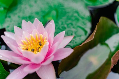 arı Bahçe yağmurda sonra su ile güzel lotus çiçeği.