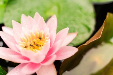 arı Bahçe yağmurda sonra su ile güzel lotus çiçeği.