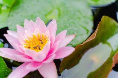 arı Bahçe yağmurda sonra su ile güzel lotus çiçeği.