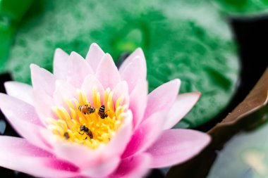 arı Bahçe yağmurda sonra su ile güzel lotus çiçeği.